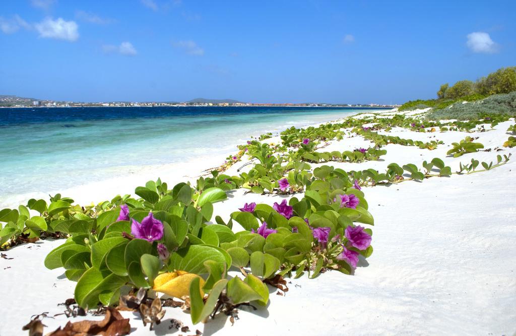 City Inn Bonaire Extérieur photo